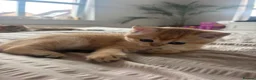 British Shorthair cats for sale: Black Golden Shaded British Shorthair Kittens - Advert 5