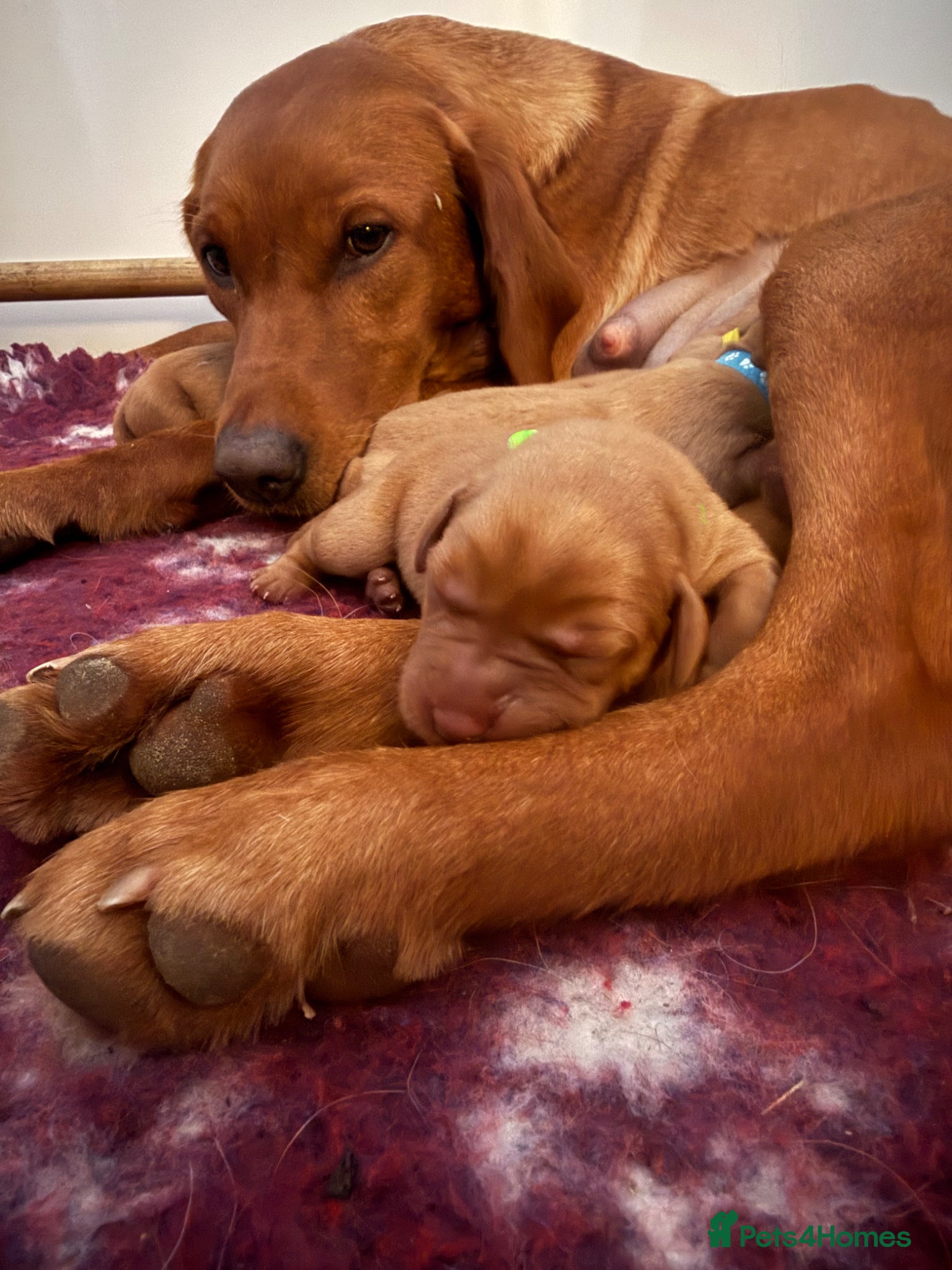 Labrador Retriever dogs Dark Fox Red Labs. Bred by a Vet - Advert 16