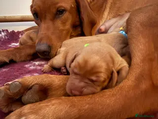Labrador Retriever dogs Dark Fox Red Labs. Bred by a Vet - Advert 16