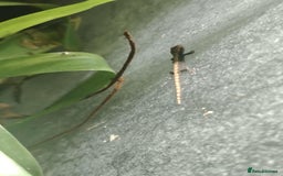 Gecko reptiles for sale: Mourning Gecko hatchlings. - Image 14