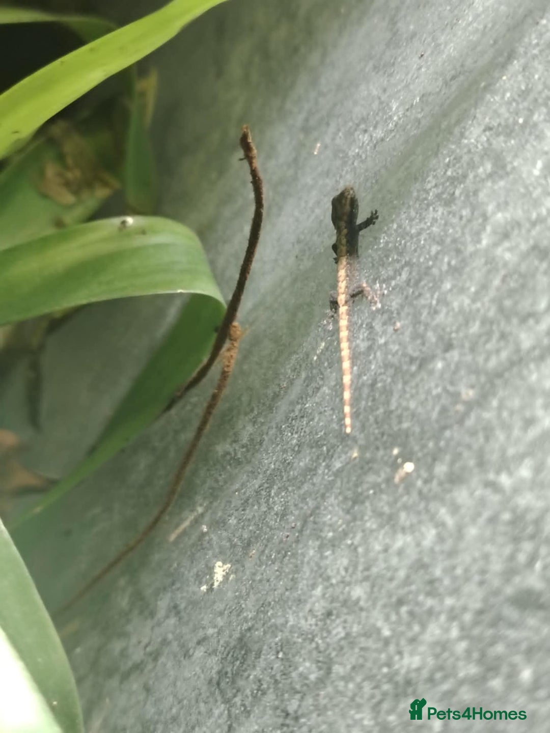 Gecko reptiles for sale: Mourning Gecko hatchlings. - Image 14