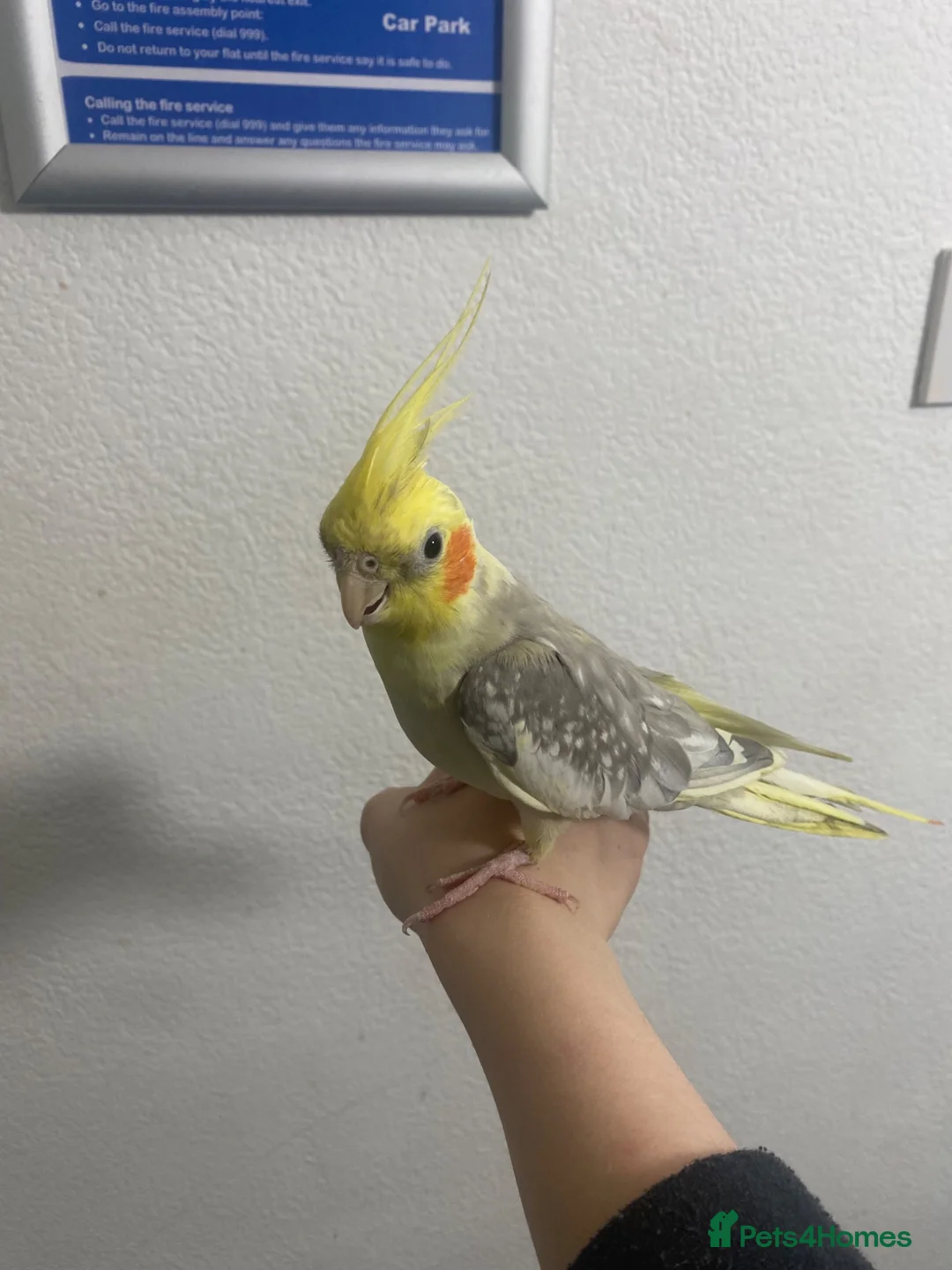 Cockatiels birds for sale: Cockatiel in Derby - Advert 1