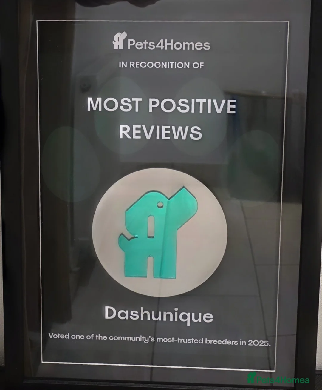 Miniature Dachshund dogs for sale: Gorgeous Mini daxi puppies  - Advert 1