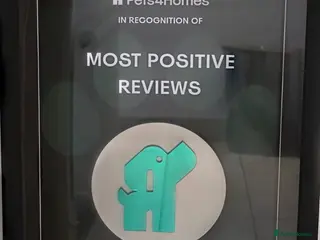 Miniature Dachshund dogs for sale: Gorgeous Mini daxi puppies - Advert 1