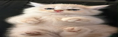 British Shorthair 3