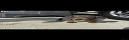Miniature Dachshund dogs for sale: Kc Mini dachshund puppy’s  READY To LEAVE🐶🐶🐶 - Advert 4