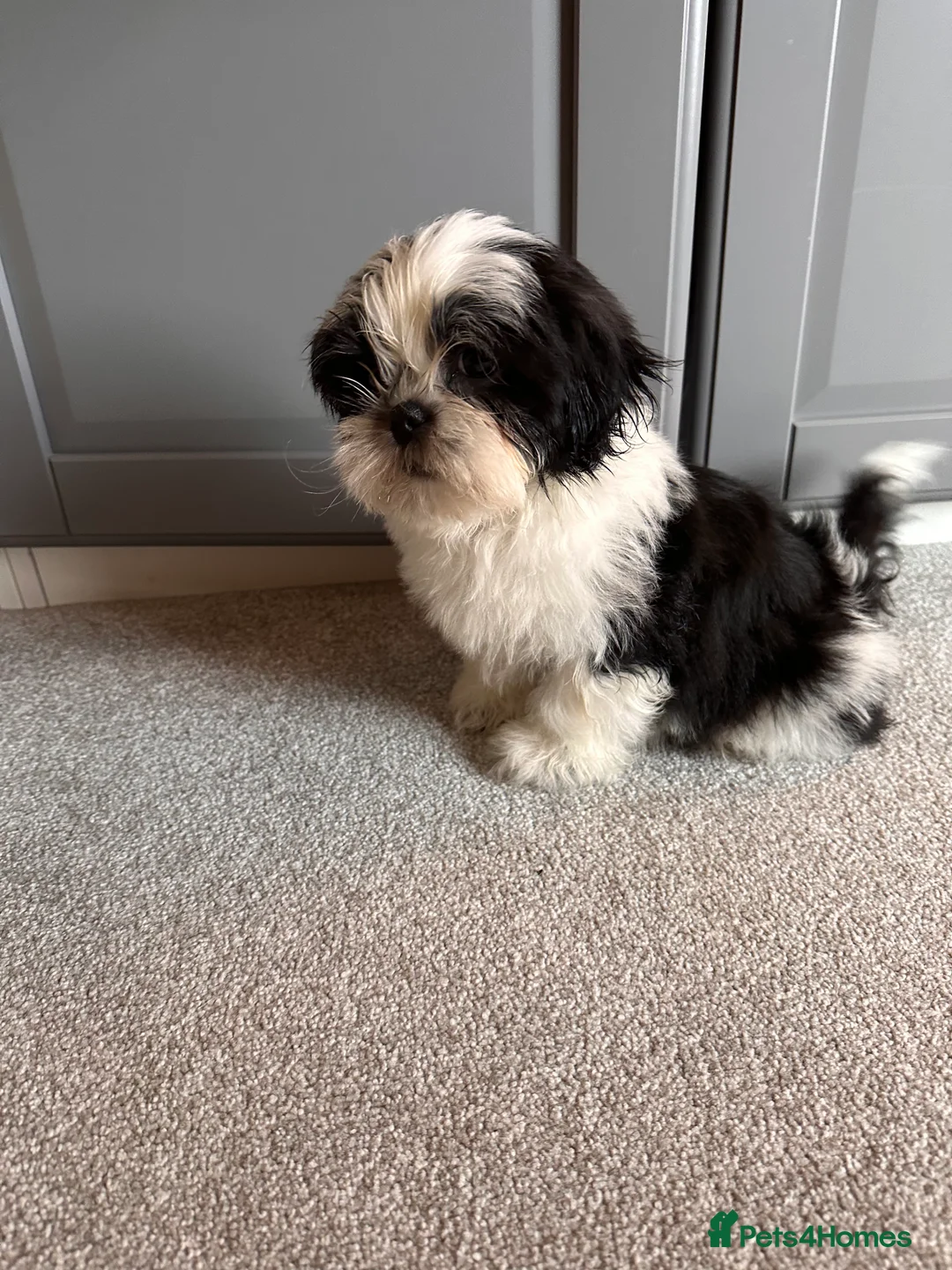 Shih Tzu dogs for sale:  Shih Tzu puppy  - Advert 16