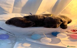 Cane Corso dogs for sale: Pure Cane Corso’s 🐶 - Advert 6