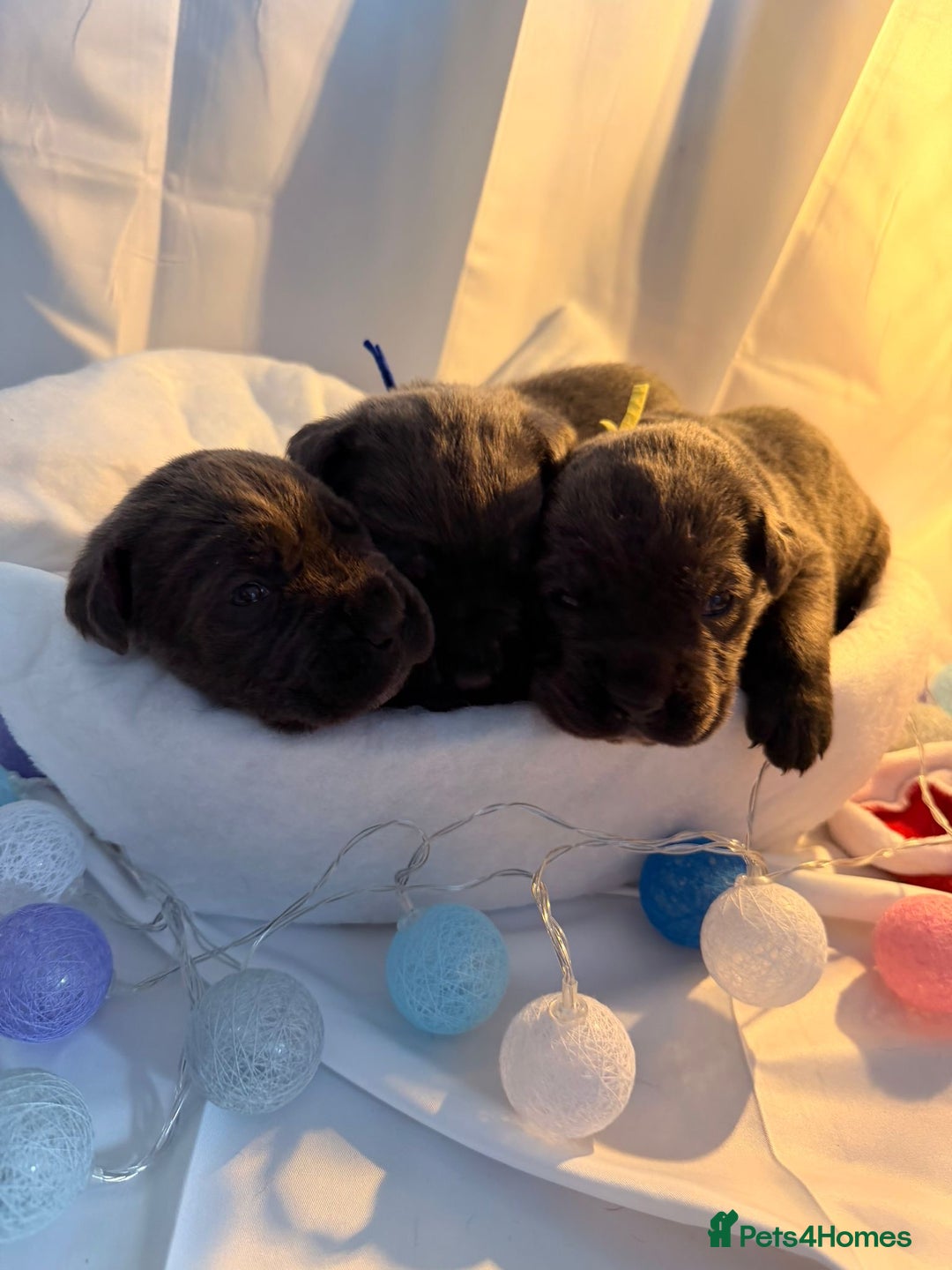 Cane Corso dogs for sale: Pure Cane Corso’s 🐶 - Advert 6