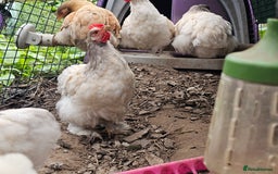 Chickens poultry for sale: ** Stunning friendly Pekin Cockerals available **  - Image 7