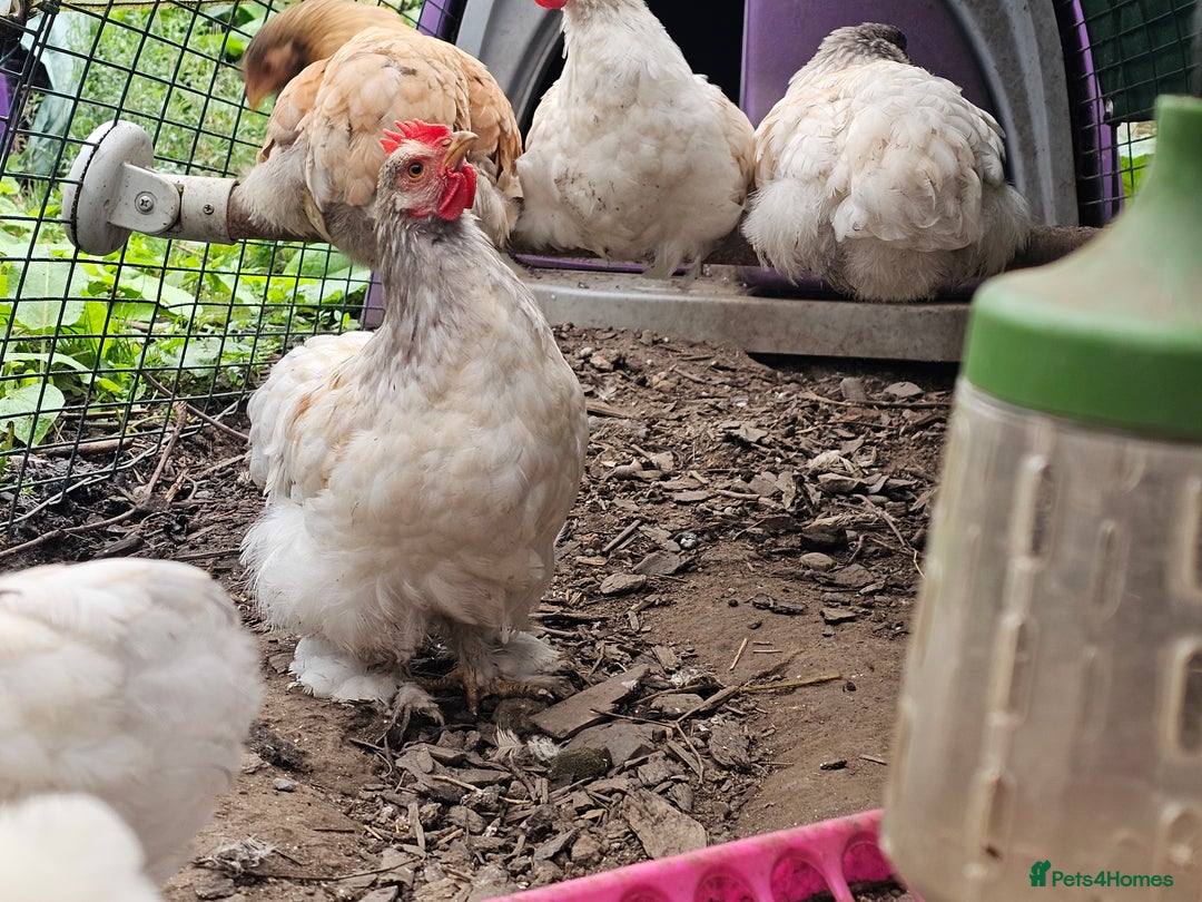 Chickens poultry for sale: ** Stunning friendly Pekin Cockerals available **  - Image 7