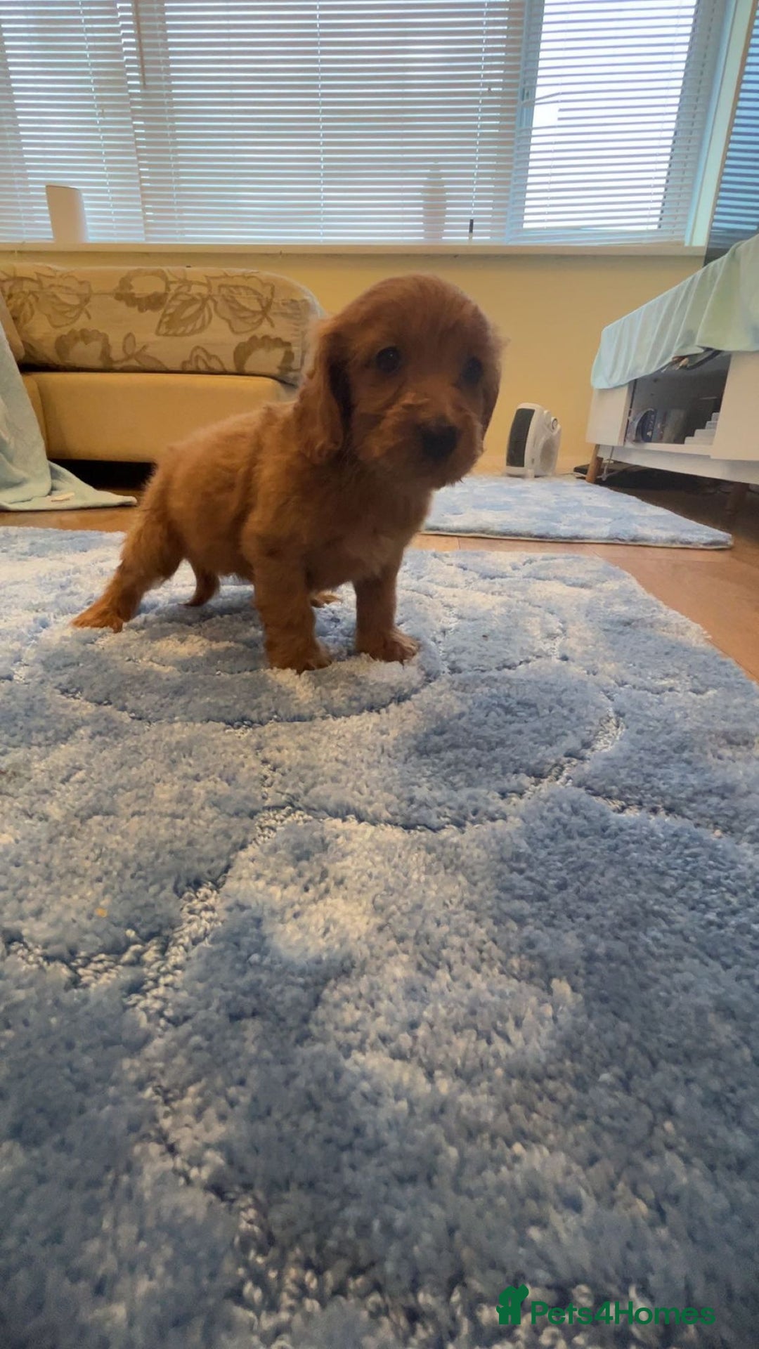 Cockapoo dogs for sale: F1 Cockapoo pups for sale  - Image 13