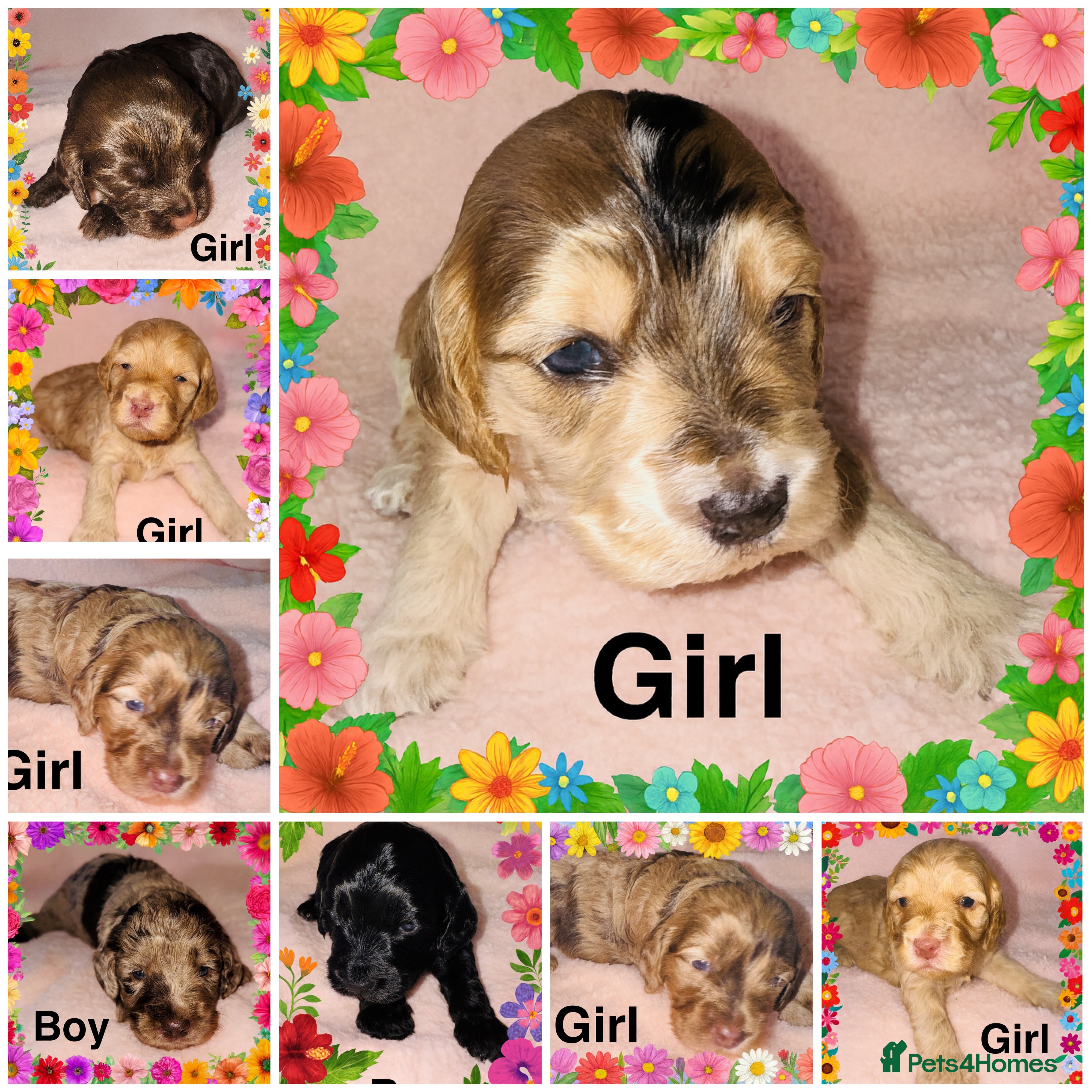 Cockapoo dogs ❤️DNA Tested Rare Sable Cockapoos, Ready 5th Feb  - Advert 8