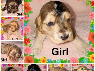 Cockapoo dogs ❤️DNA Tested Rare Sable Cockapoos, Ready 5th Feb - Advert 3