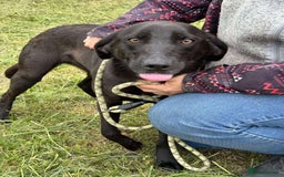Mixed Breed dogs for adoption: LOLA -affectionate girl/ friendly/loving/happy - Image 8