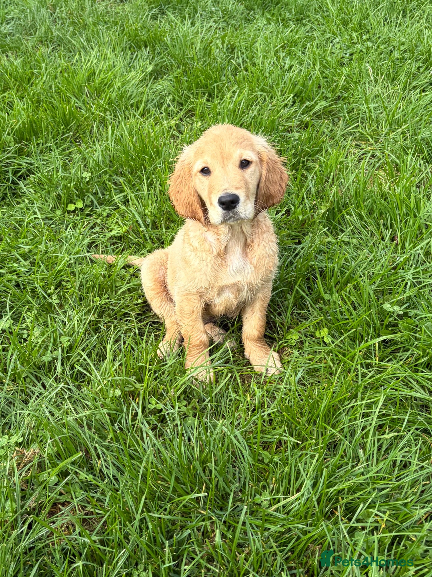 Golden Retriever dogs  Golden Retriever Puppies – 3 Beautiful Boys - Advert 2