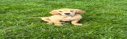 Golden Retriever dogs for sale:  Golden Retriever Puppies – 3 Beautiful Boys - Advert 2