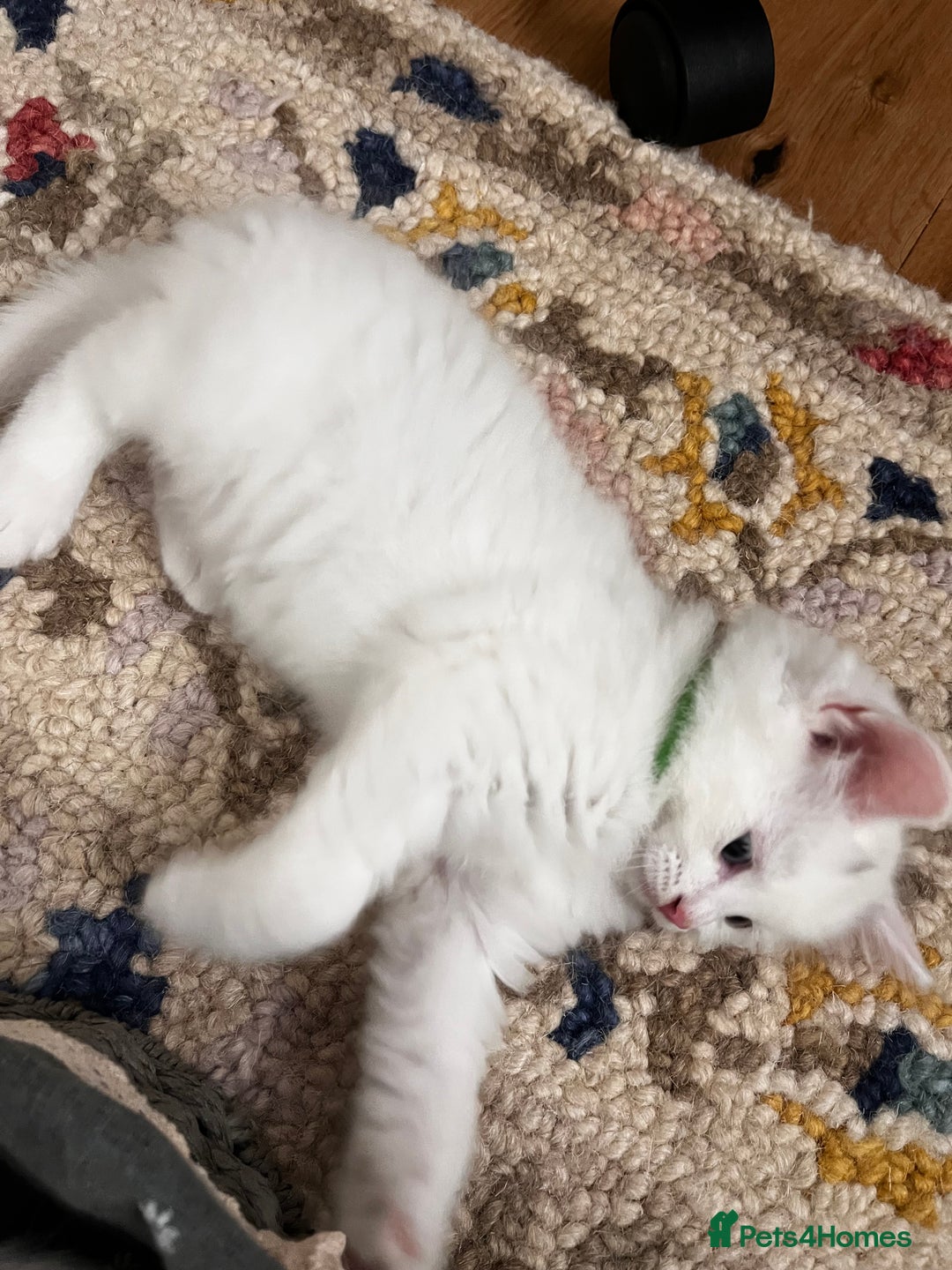 Turkish Angora cats for sale: Turkish Angora Longhair kittens - Advert 27