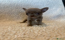 Chihuahua dogs for sale: CHIHUWAHUA PUPPIES. SMOOTH COAT. KC REG. - Image 9
