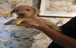 Labrador Retriever dogs for sale: Beautiful lab puppies for sale  - Image 7