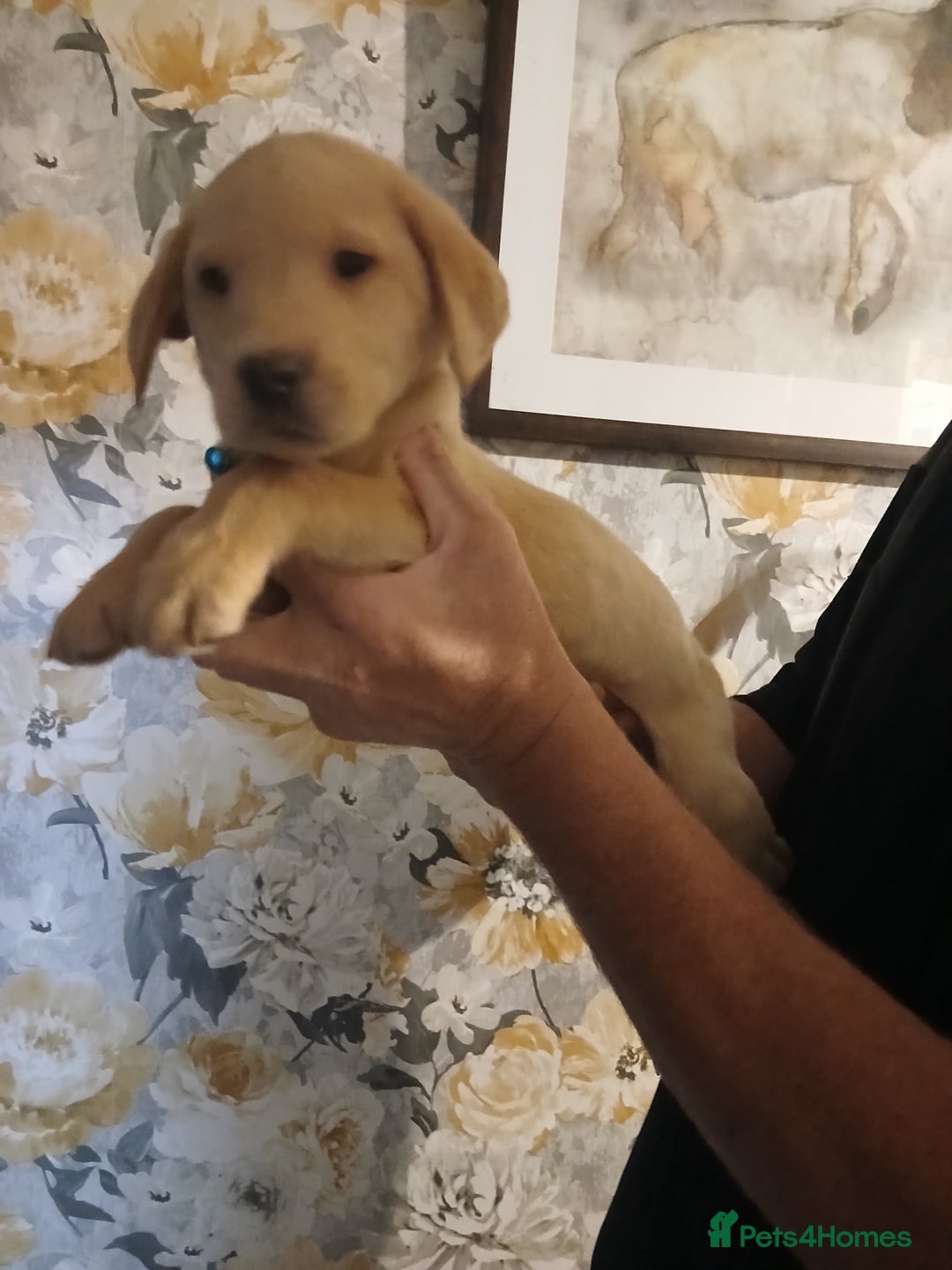 Labrador Retriever dogs for sale: Beautiful lab puppies for sale  - Image 7