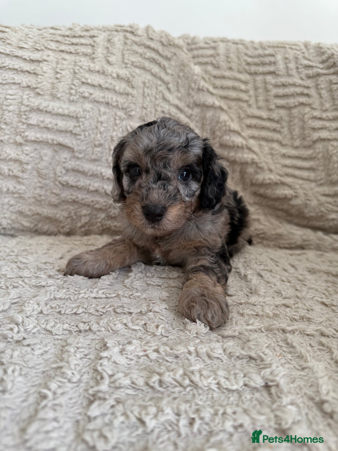 Cockapoo dogs for sale: Stunning F1B Merle Cockapoo Puppies!!!! - Image 2