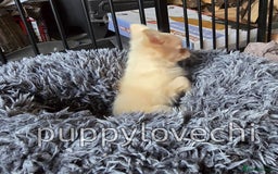 Chihuahua dogs for sale: READY NOW!! Kc Long Coat Chihuahua Boy Top Lines. - Image 4