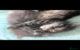 Mixed Breed cats for sale: Spynx X maincoon  - Image 7