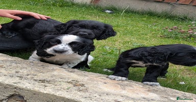 Cocker Spaniel dogs - Advert 16