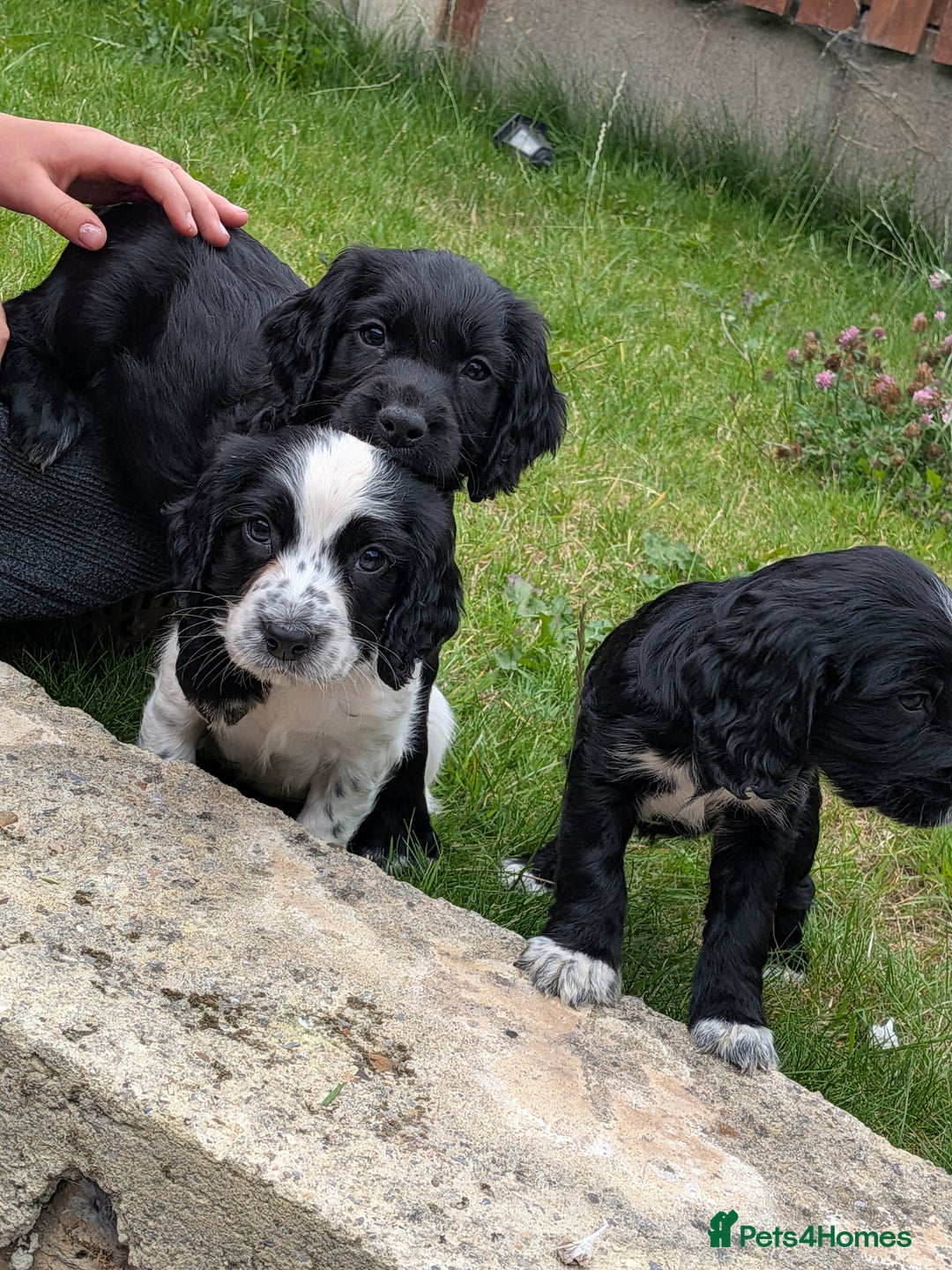 Cocker Spaniel dogs for sale: Beautiful cocker spaniel puppies  - Image 3