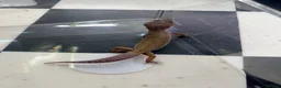 Leopard Gecko reptiles for sale: Mixed baby Leopard Geckos & 1 Black night - Advert 17