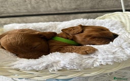 Cockapoo dogs for sale: 8 beautiful f1b cockapoo puppies - Image 12