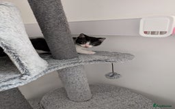 Domestic Shorthair cats for sale: Two male kittens for sale  - Advert 5