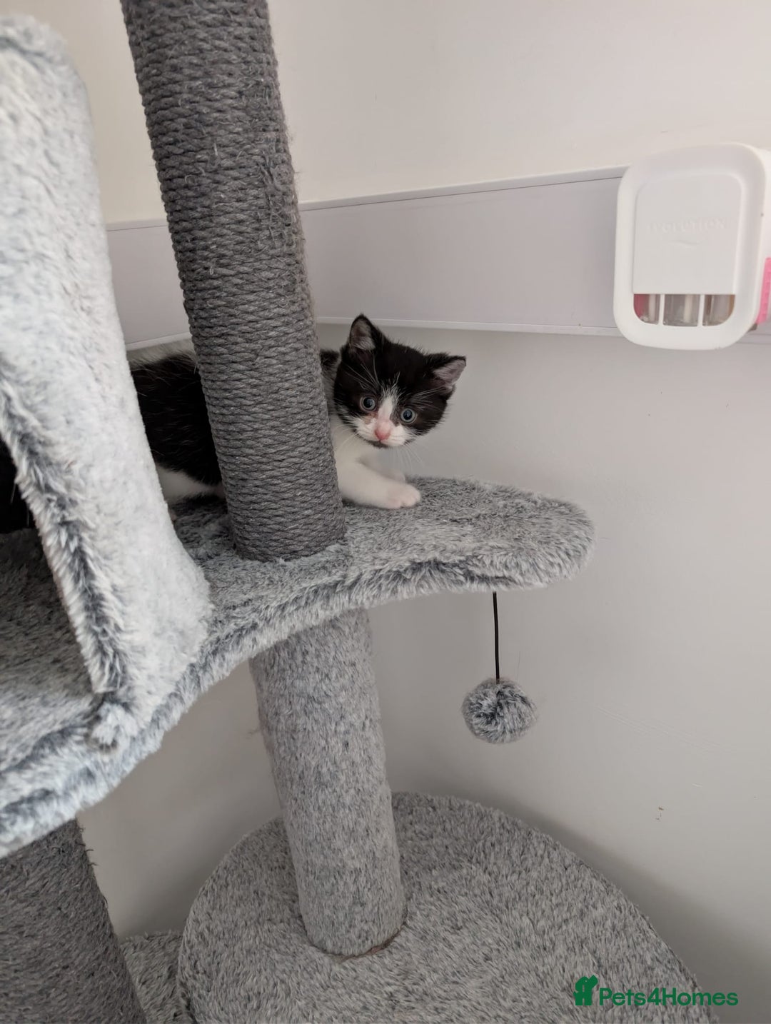 Domestic Shorthair cats for sale: Two male kittens for sale  - Advert 5