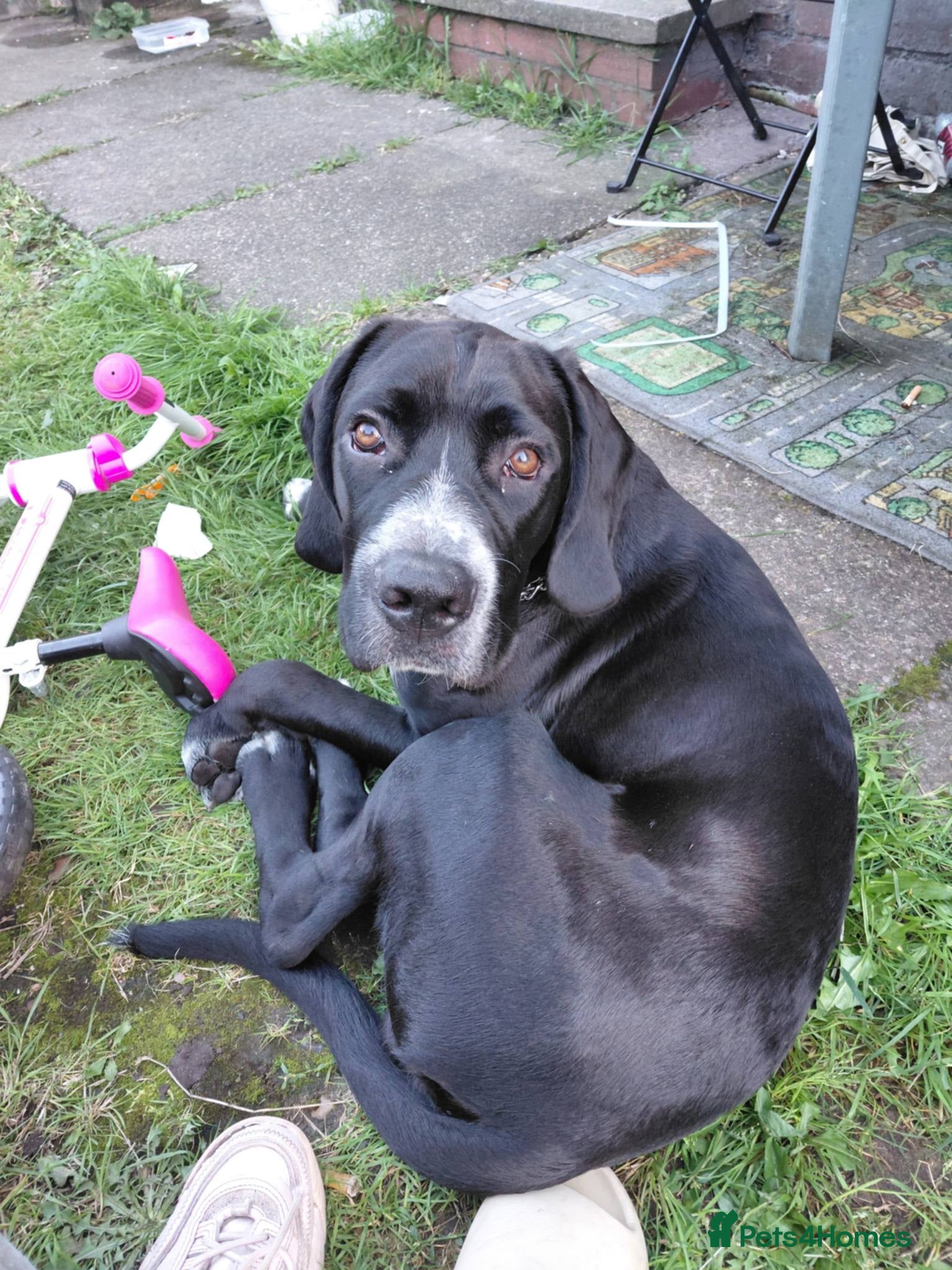 Mixed Breed dogs 10 month old cane corso cross - Advert 1