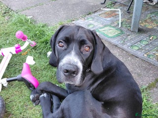 Mixed Breed dogs 10 month old cane corso cross - Advert 1