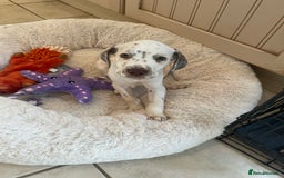 Mixed Breed dogs for sale:  Dalmaspoodles! Dalmation X springer/poodle pups - Image 37