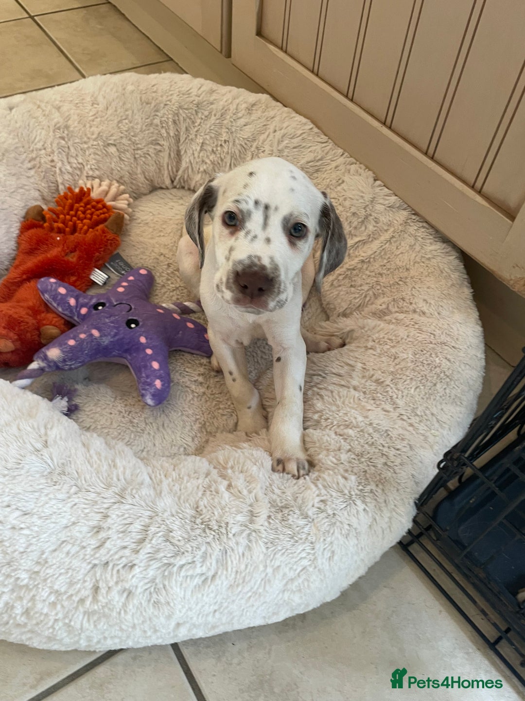 Mixed Breed dogs for sale:  Dalmaspoodles! Dalmation X springer/poodle pups - Image 37