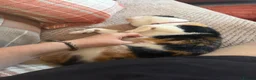 Mixed Breed cats for sale: Calico female 1 year Old in Stanley - Advert 5