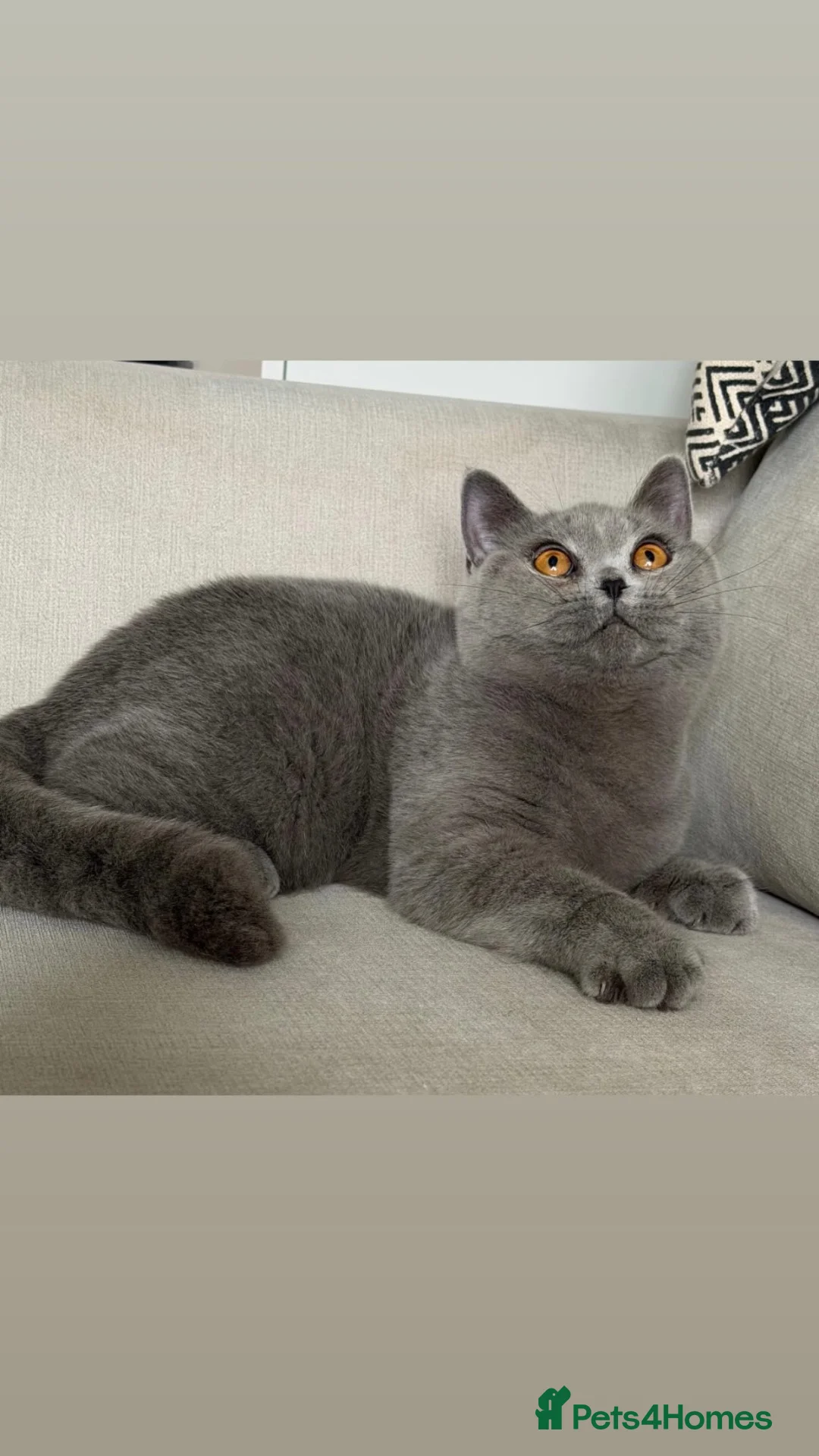 British Shorthair cats for sale: Beautiful girl available  - Advert 2
