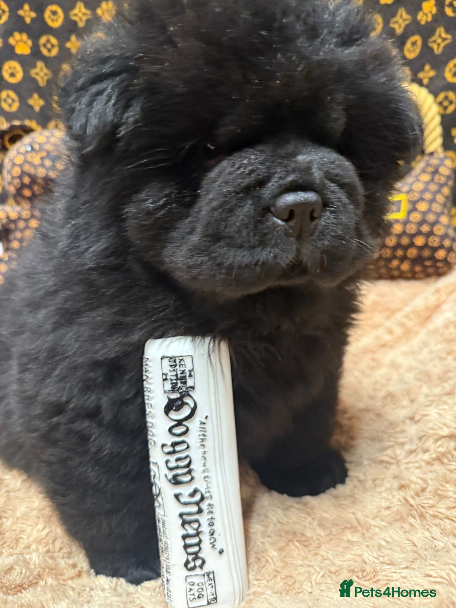 Chow Chow dogs 🏆 🐾Can you give a teddy bear a forever home 🐾🏆 - Advert 9