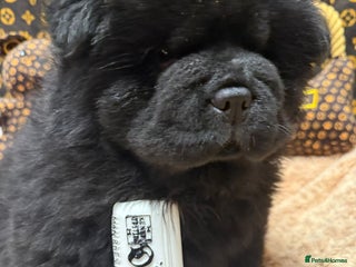 Chow Chow dogs 🏆 🐾Can you give a teddy bear a forever home 🐾🏆 - Advert 9