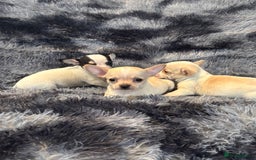 Chihuahua dogs for sale: Chihuahua puppy’s  - Image 1
