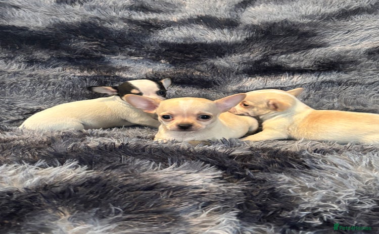 Chihuahua dogs - Advert 4
