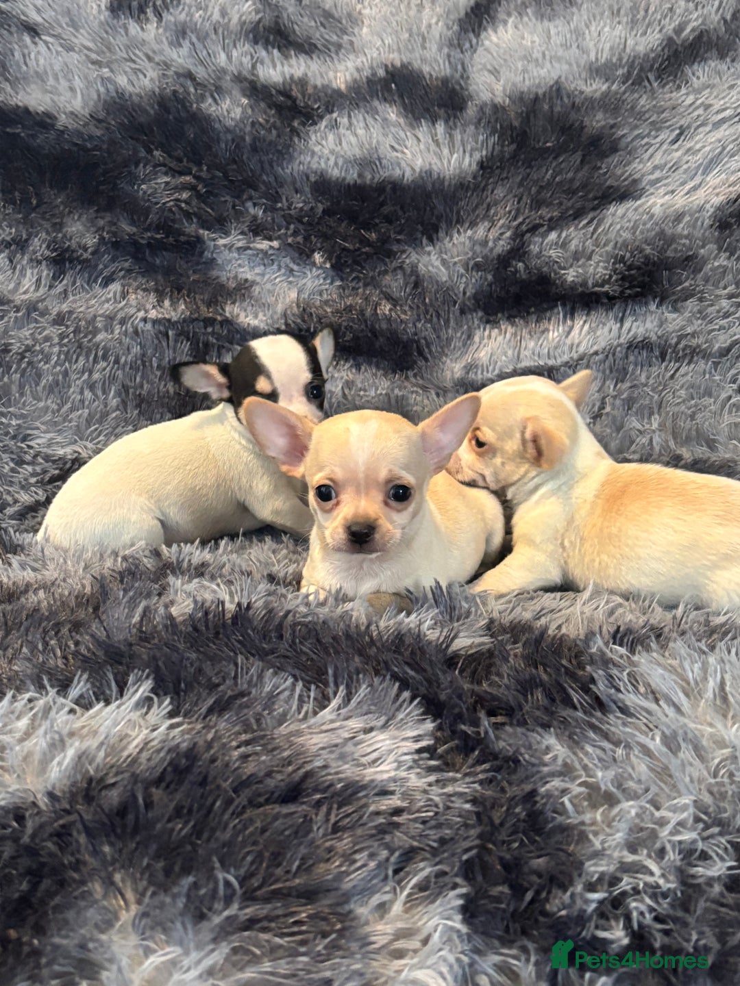 Chihuahua dogs for sale: Chihuahua puppy’s  - Image 1