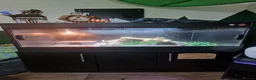 Bearded Dragon reptiles for sale: Bearded Dragon - Thunder in Telford - Advert 2