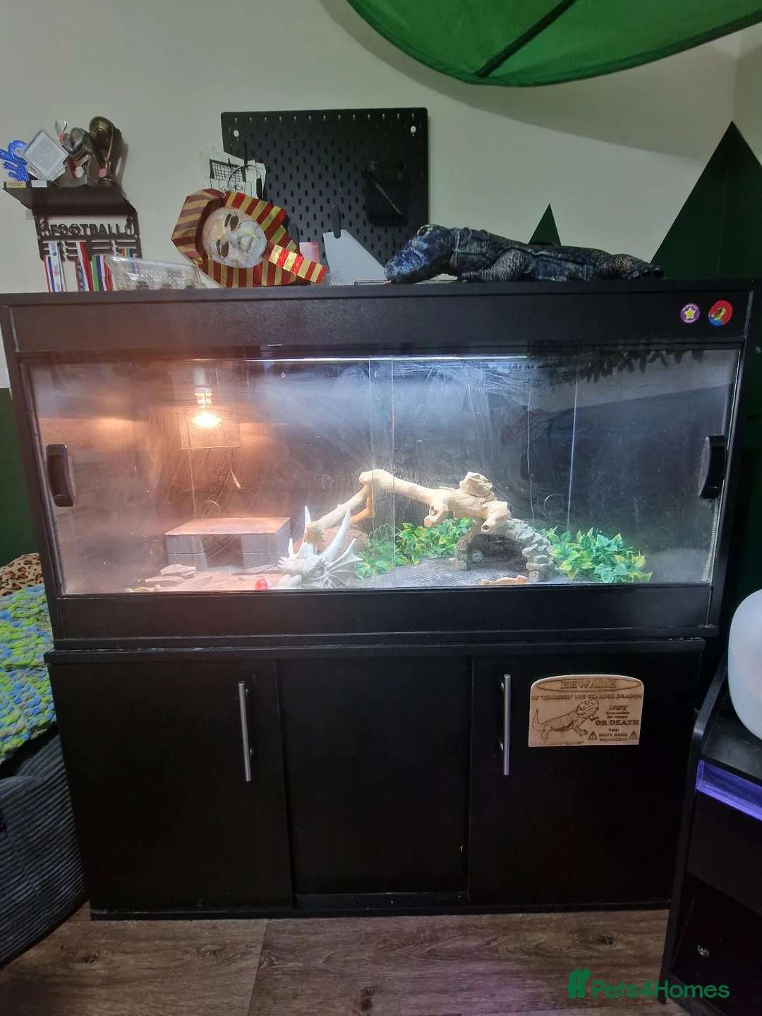 Bearded Dragon reptiles for sale: Bearded Dragon - Thunder in Telford - Advert 2