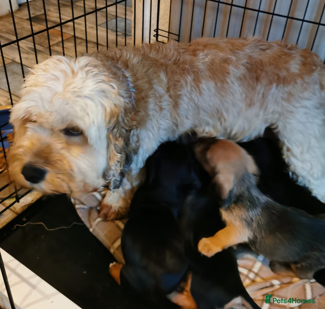 Mixed Breed dogs for sale: Adorable playful Cavachon x Dachshound pups - Advert 20