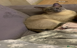 Siamese cats for sale: Blue Point Siamese Cat Looking for a New Home 💙 - Image 5