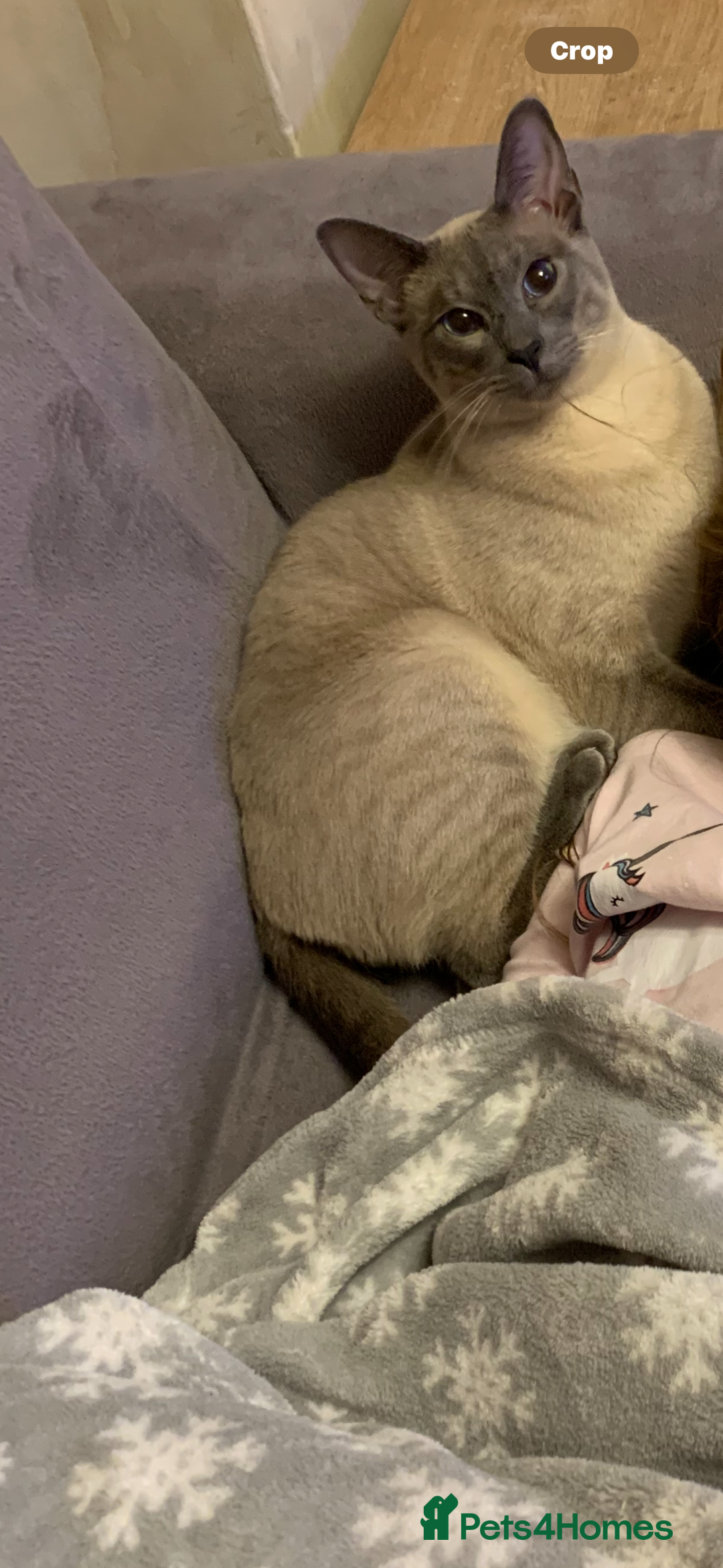 Siamese cats for sale: Blue Point Siamese Cat Looking for a New Home 💙 - Image 5
